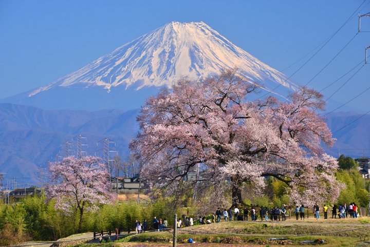 🌸 악어 언덕 벚나무 (와니즈카노사쿠라) 이미지 3